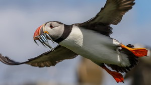 Farne Islands 2017